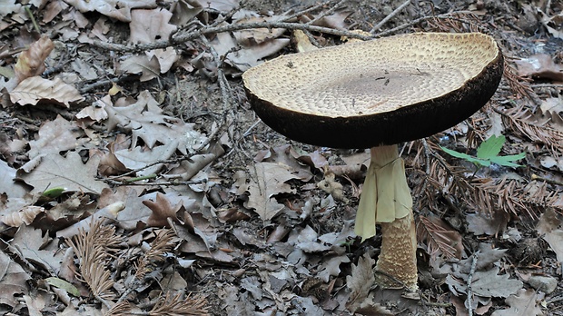 pečiarka obrovská Agaricus augustus Fr.