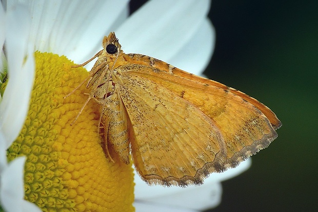 piadivka žihľavová (sk) / píďalka kopřivová (cz) Camptogramma bilineata (Linnaeus, 1758)