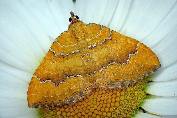 piadivka žihľavová (sk) / píďalka kopřivová (cz) Camptogramma bilineata (Linnaeus, 1758)