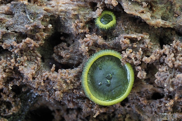 katinelka olivová Catinella olivacea (Batsch) Boud.