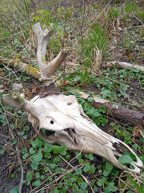 jeleň lesný Cervus elaphus