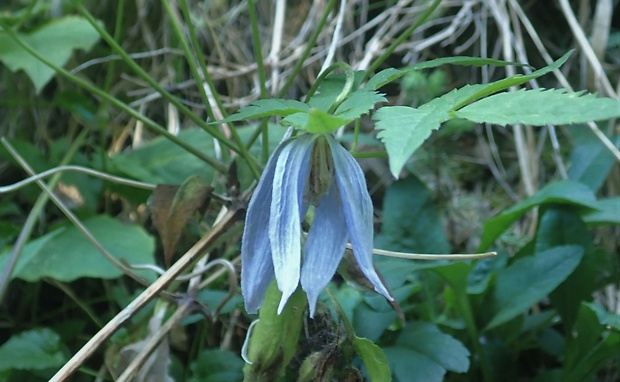 plamienok alpínsky Clematis alpina (L.) Mill.