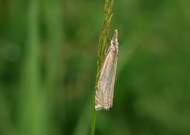 trávovec lúčny Crambus lathoniellus