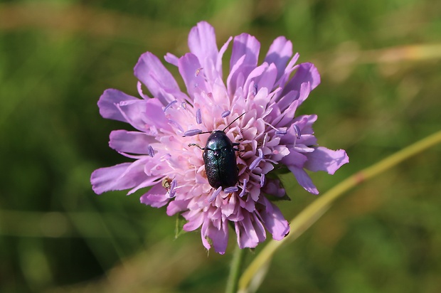 krytohlav hodvábny Cryptocephalus sericeus