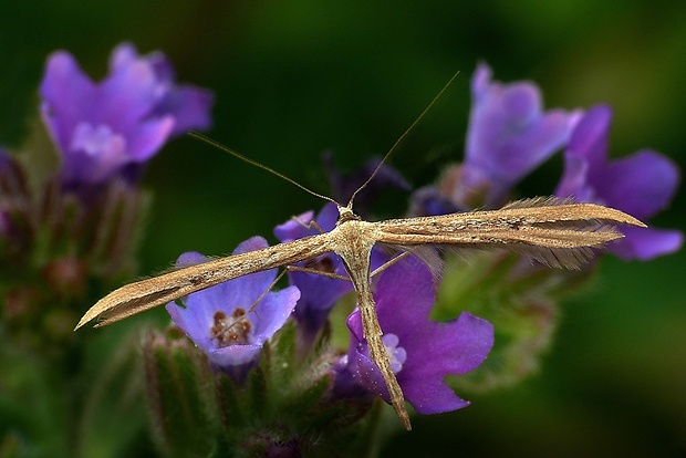 pierkavec pupencový (sk) / pernatuška svlačcová (cz) Emmelina monodactyla (Linnaeus, 1758)