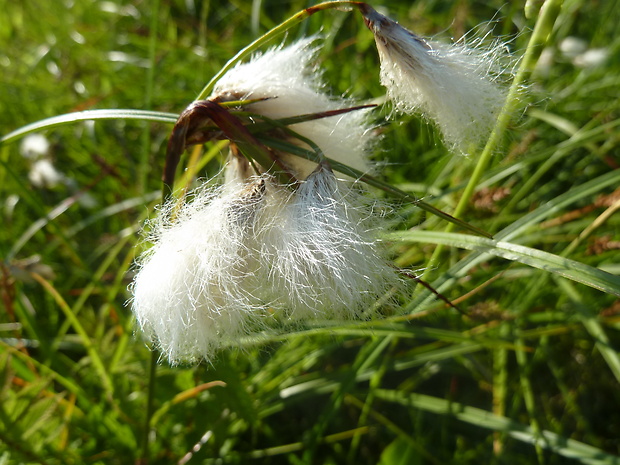 páperník úzkolistý Eriophorum vaginatum L.