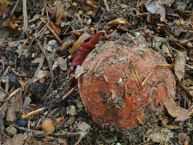 hviezdovka červenkastá Geastrum rufescens Pers.