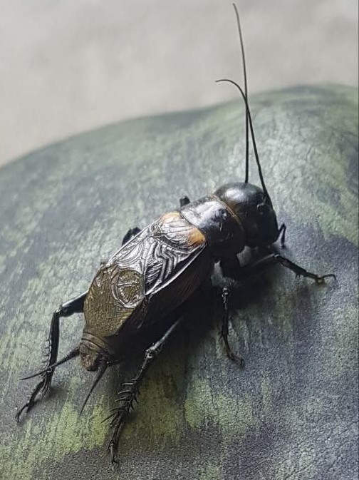 svrček poľný Gryllus campestris