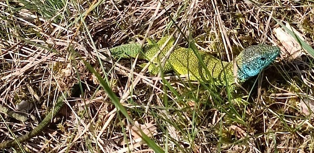 jašterica zelená Lacerta viridis