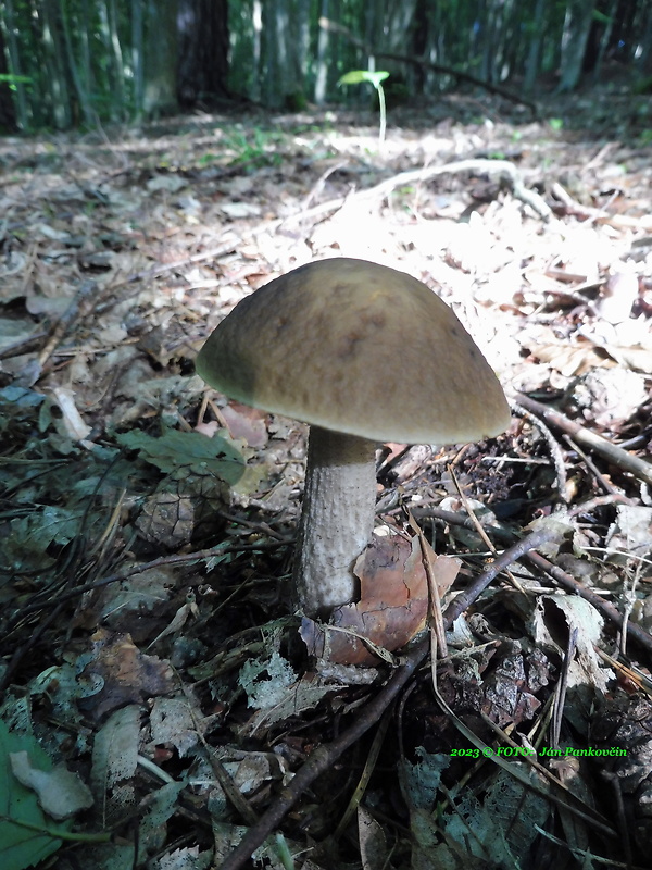 kozák hrabový Leccinum pseudoscabrum (Kallenb.) Šutara