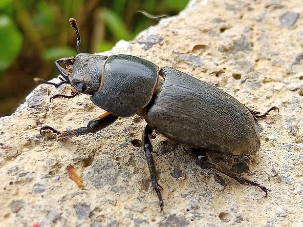 roháč obyčajný Lucanus cervus