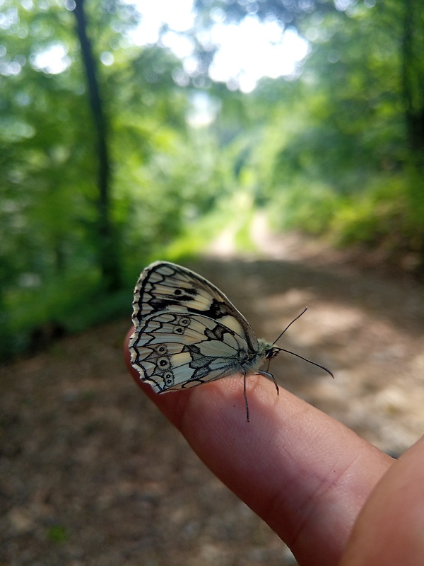 očkáň timotejkový Melenargia galathea