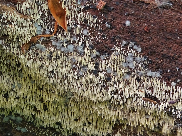 pichliačovka holá Mucronella calva (Alb. & Schwein.) Fr.