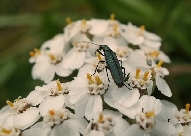 stehnáč Oedemera virescens