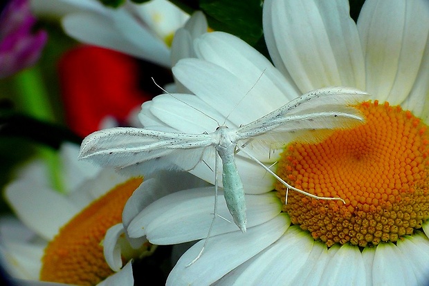 pierkavec povojový (sk) / pernatuška trnková (cz) Pterophorus pentadactyla (Linnaeus, 1758)