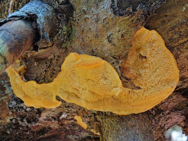 oranžovec vláknitý Pycnoporellus fulgens (Fr.) Donk