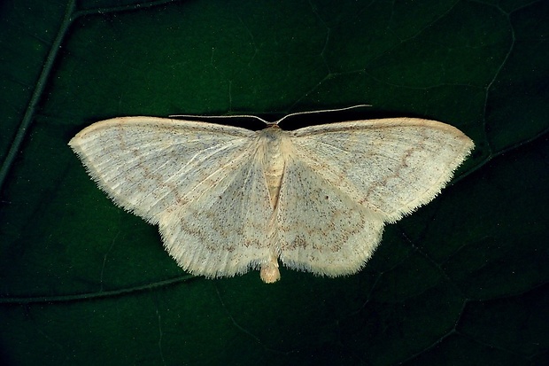 piadica skorocelová (sk) / vlnopásník jitrocelový (cz) Scopula nigropunctata (Hufnagel, 1767)