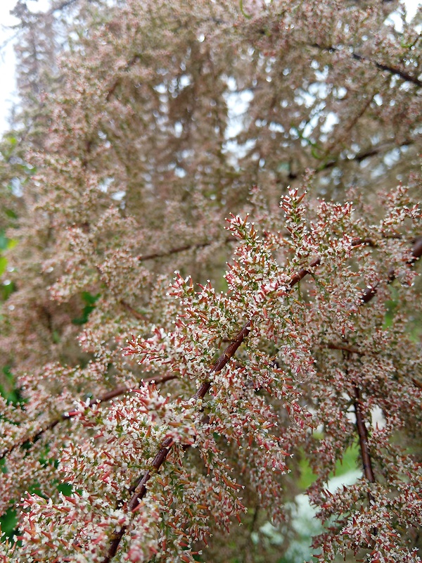 tamariška Tamarix parviflora DC.