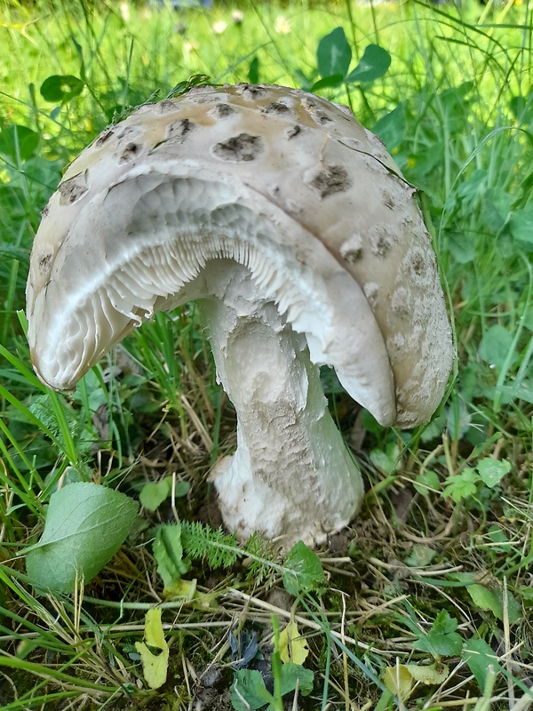 muchotrávka šiškovitá Amanita strobiliformis Gonn. & Rabenh.