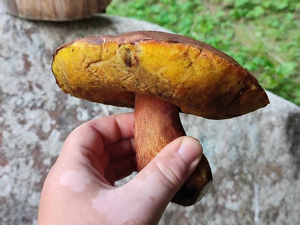 hríb Boletus sp.