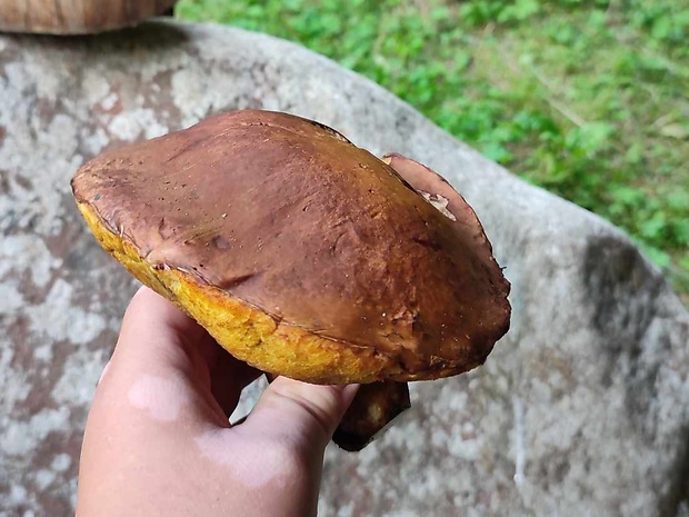 hríb Boletus sp.