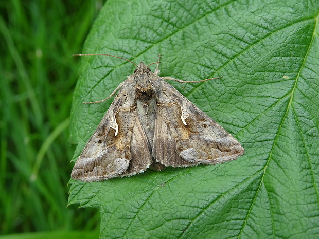 mora gama Autographa gamma