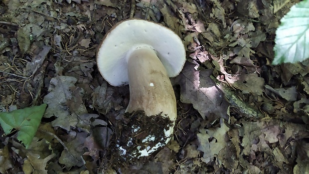 hríb dubový Boletus reticulatus Schaeff.