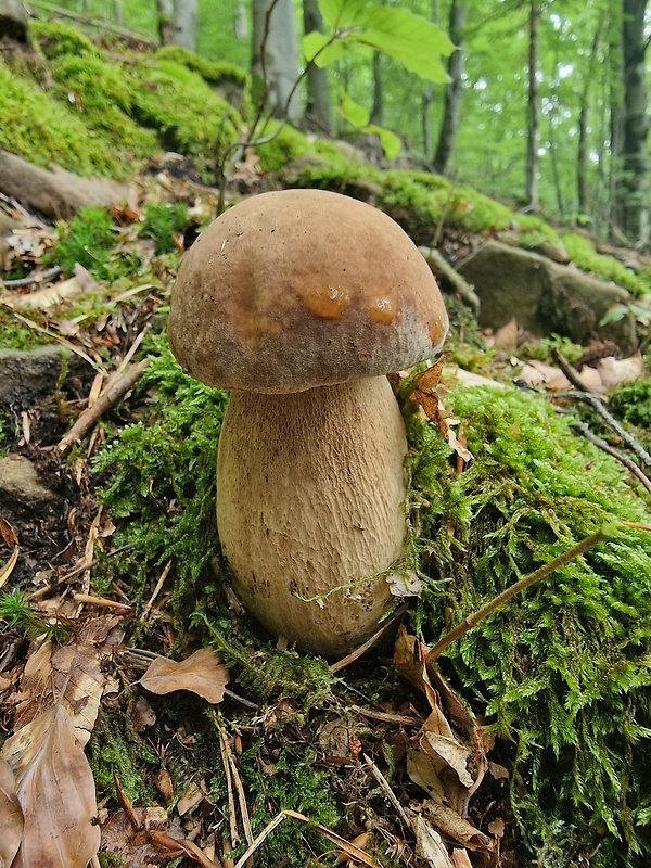 hríb dubový Boletus reticulatus Schaeff.