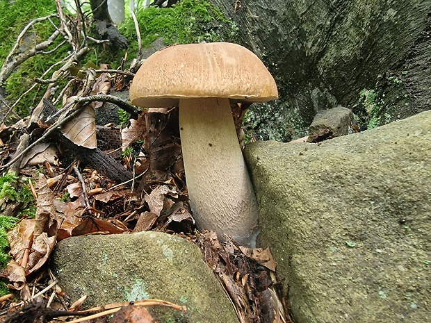 hríb dubový Boletus reticulatus Schaeff.