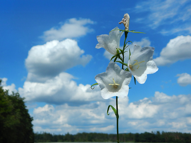 zvonček broskyňolistý Campanula persicifolia L.