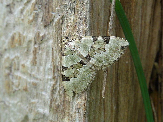 piadivka hluchavková Colostygia pectinataria