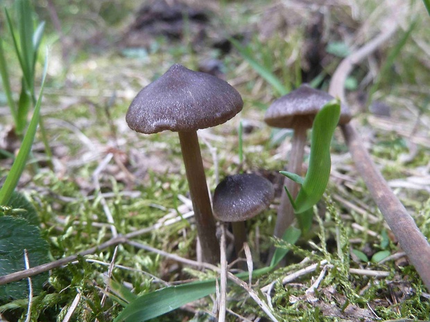 hodvábnica včasná Entoloma vernum S. Lundell