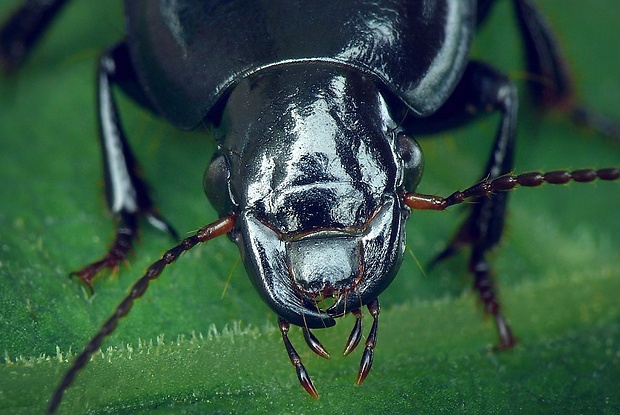 utekáčik (sk) / kvapník (cz) Harpalus caspius (Steven, 1806)