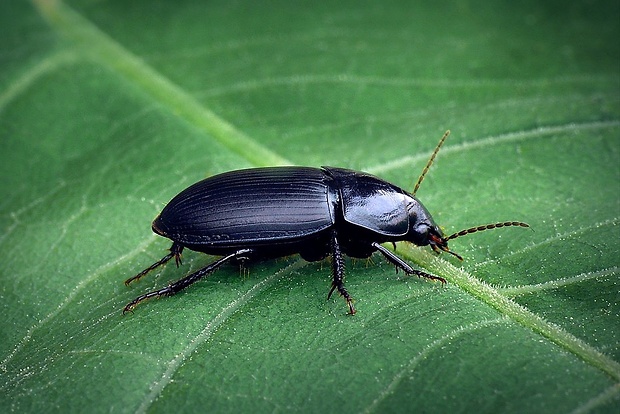 utekáčik (sk) / kvapník (cz) Harpalus caspius (Steven, 1806)