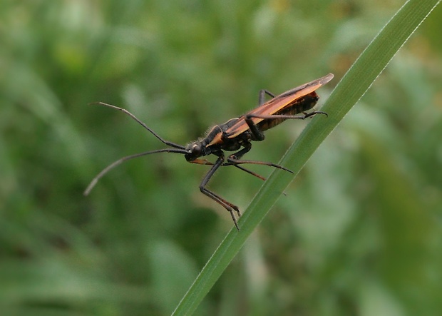 bzdoška hnedožltá Leptoderna dolobrata (Linnaeus, 1758)