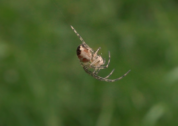 križiak lúčny Mangora acalypha