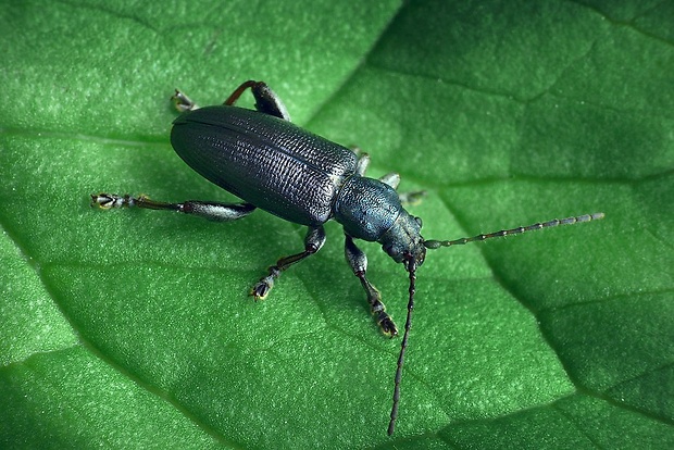 trstinník (sk) / rákosníček (cz) Plateumaris bracata (Scopoli, 1772)