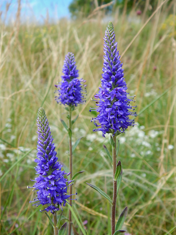 veronikovec klasnatý Pseudolysimachion spicatum (L.) Opiz