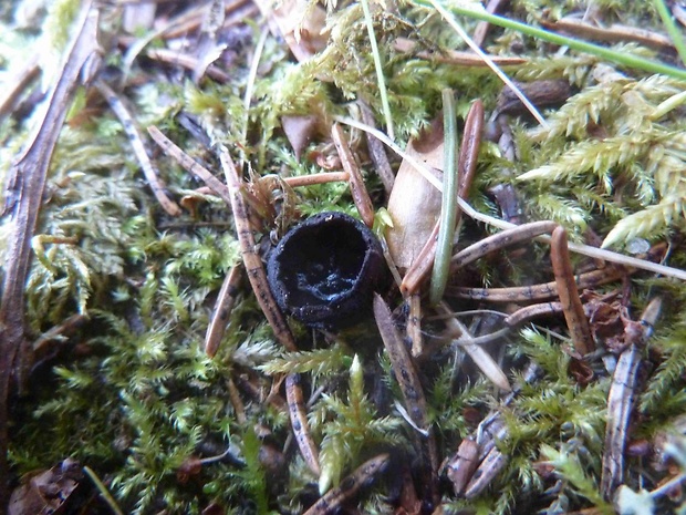 misôčka Pseudoplectania sp.