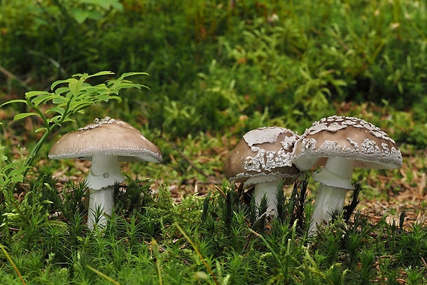 muchotrávka hrubá Amanita excelsa (Fr.) Bertill.