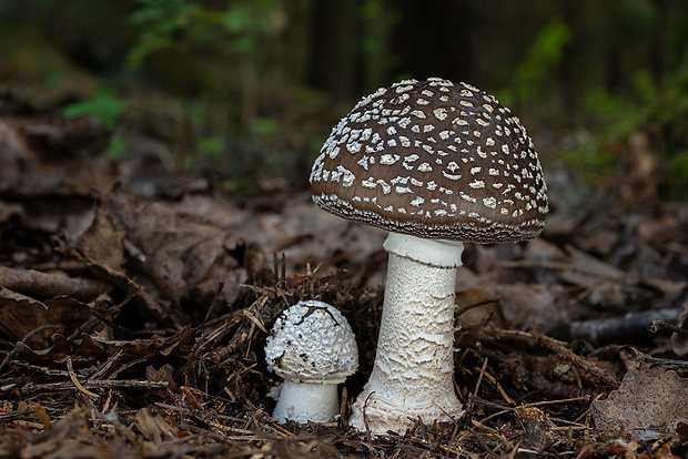 muchotrávka hrubá Amanita excelsa (Fr.) Bertill.