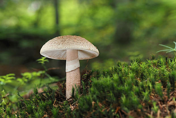 muchotrávka červenkastá Amanita rubescens Pers.