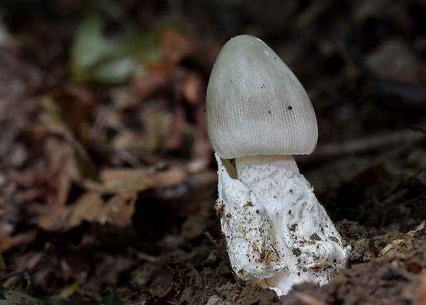 muchotrávka pošvatá Amanita vaginata (Bull.) Lam.