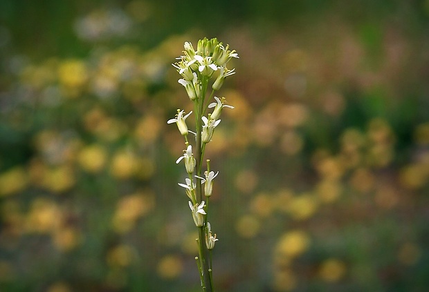 arábka strmobyľová Arabis glabra (L.) Bernh.