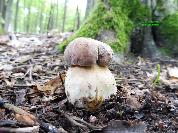 hríb dubový Boletus reticulatus Schaeff.