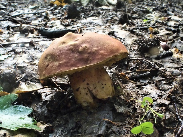 hríb príveskatý Butyriboletus appendiculatus (Schaeff. ex Fr.) Secr.