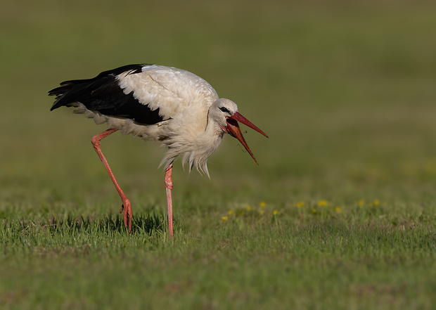 bocian biely Ciconia ciconia