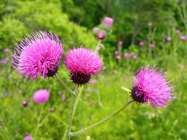 pichliač potočný Cirsium rivulare (Jacq.) All.