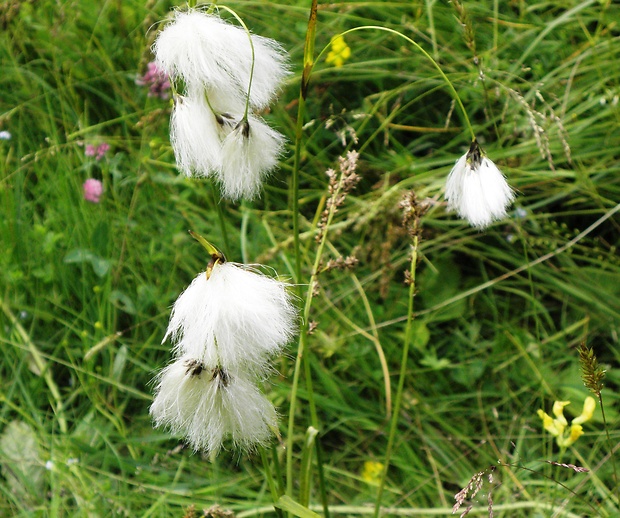 páperník úzkolistý Eriophorum angustifolium Honck.