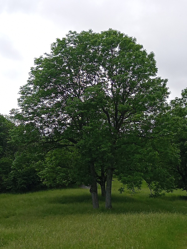 jaseň štíhly Fraxinus excelsior L.